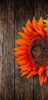 Tikka Masala Indian Fusion